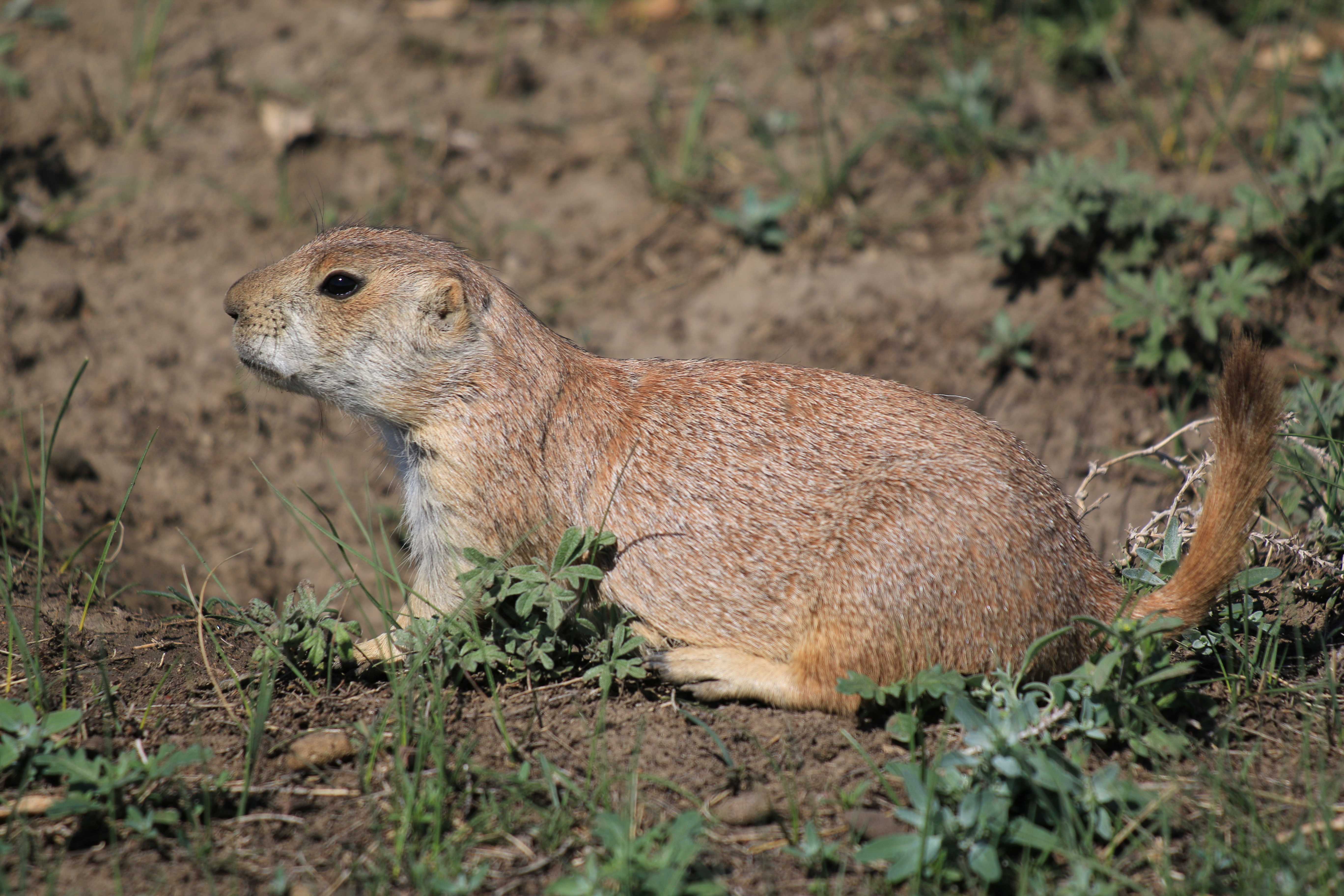 Theodore Roosevelt NP